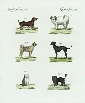 Friedrichbertuch Prints: Breeds of dogs