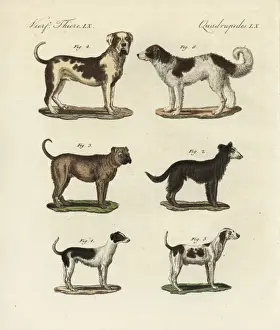 Breeds of dogs
