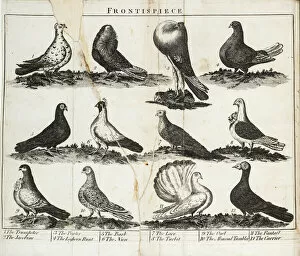 Breeds Collection: Twelve breeds of pigeon