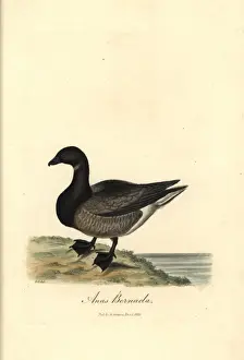 Branta Prints: Brent goose, Branta bernicla