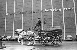 Dray Collection: Brewery Horse & Cart