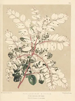 Breynia disticha, native to New Caledonia and Vanuatu