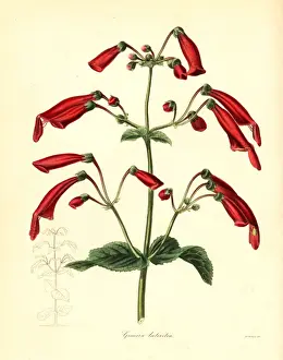 Henslow Prints: Brick-coloured gesnera, Gesnera lateritia
