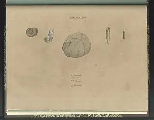 Sowerby Prints: Brick Earth fossils