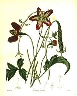 Brick-red caiophora, Caiophora lateritia