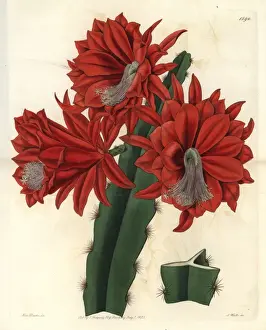 Sydenhamedwards Prints: Brick-red hybrid cactus, Disocactus jenkinsonii