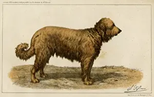 Sheep Dog Prints: Brie Shepherd Dog at 1863 Paris dog show