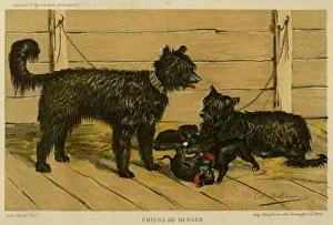Puppies Prints: Brie Shepherd Dogs at 1865 Paris dog show