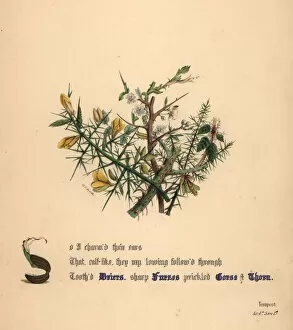 Jane Gallery: Briers, Furzes, Gorse and Thorn