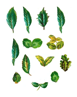Images Dated 13th November 2015: Bright green foliage on an assortment of Victorian scraps
