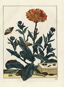 Bastard Collection: Bright-line brown-eye moth on marigold flower