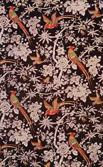 Images Dated 31st August 2012: Brightly coloured birds on branches