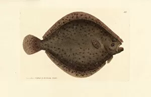 Subjects Gallery: Brill or kite fish, Scophthalmus rhombus