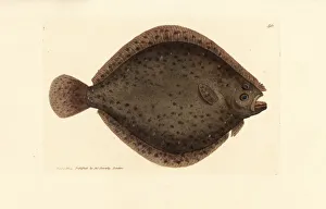 Subjects Gallery: Brill or kite fish, Scophthalmus rhombus