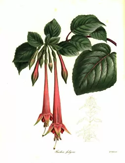 Maund Collection: Brilliant fuchsia, Fuchsia fulgens