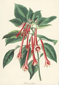 Magazine Of Botany Prints: Brilliant fuchsia, Fuchsia fulgens