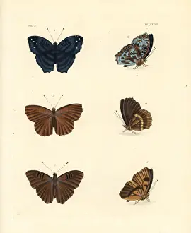 Nymph Prints: Brilliant nymph, alphaea nymph and doriclea nymph