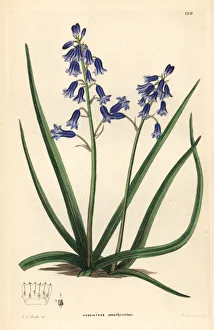 Amethystina Gallery: Brimeura amethystina