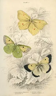 Brimstone Prints: Brimstone Butterflies