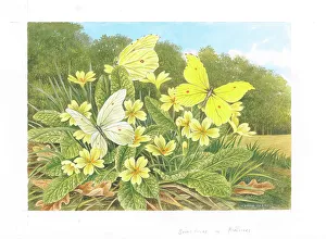 Brimstone butterflies on Primroses