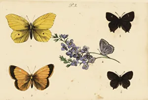 Clouded Collection: Brimstone, clouded yellow, brown hairstreak