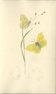 Brimstone Prints: Brimstone by John Curtis (1791 - 1862)