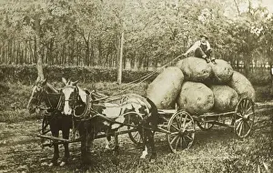 Immense Prints: Bringing home some jumbo spuds