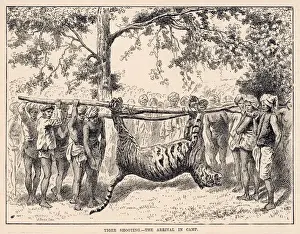 Bringing home Tiger