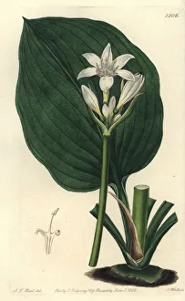 Lily Gallery: Brisbane lily, Proiphys cunninghamii