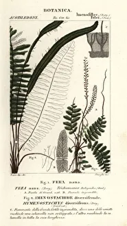 Images Dated 26th March 2020: Bristle fern, Trichomanes botryoides