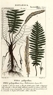 Images Dated 26th March 2020: Bristle fern, Trichomanes elegans