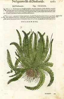 Anazarbeo Gallery: Bristle fern, Trichomanes species