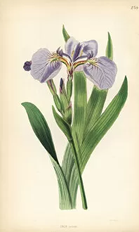 Bailey Gallery: Bristle-tipped flower de luce, Iris setosa