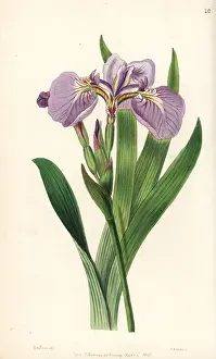 Bristle-tipped iris or beachhead iris, Iris setosa