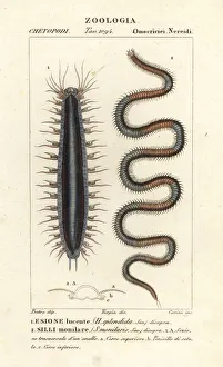 Images Dated 22nd March 2020: Bristle worms or polychaetes