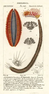 Bristle worms or sea mice