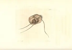 Thenaturalistsmiscellany Prints: Three bristled trichoda, Trichoda triseta