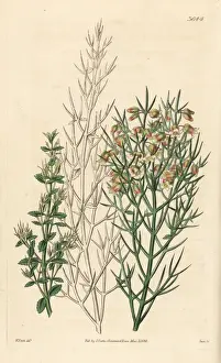 Bristling colletia, Colletia horrida