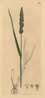 Verticillatum Gallery: Bristly foxtail grass, Setaria verticillata