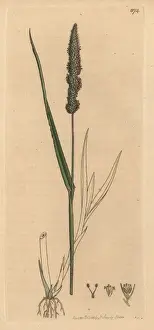 Verticillata Prints: Bristly foxtail grass, Setaria verticillata