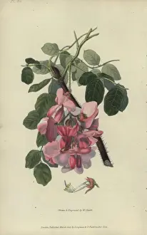 Richardmorris Prints: Bristly locust tree, Robinia hispida