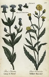 Joshuahamilton Prints: Bristly oxtongue and hawkweed oxtongue