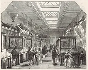 Brit Prints: Brit Mus Coral Room
