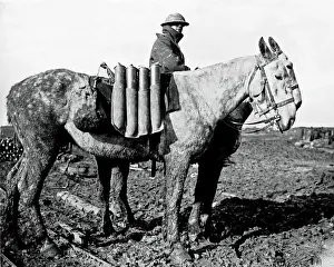 Transported Prints: British ammunition transported by mules, WW1