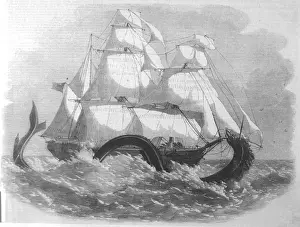 Reported Prints: British Banner Serpent