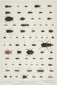 Beetle Gallery: British Beetles