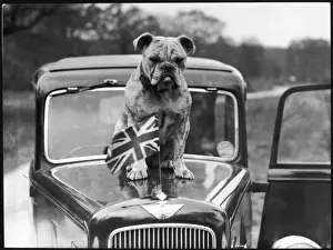 BRITISH BULLDOG