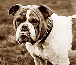 British Bulldog