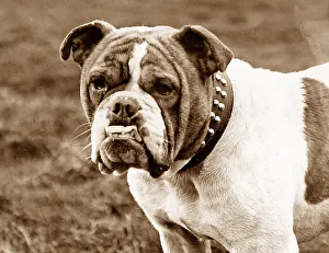 British Bulldog