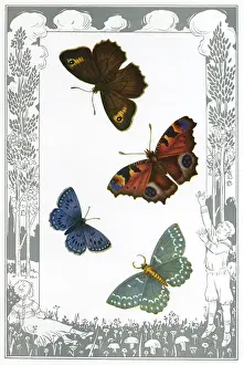 British Butterflies